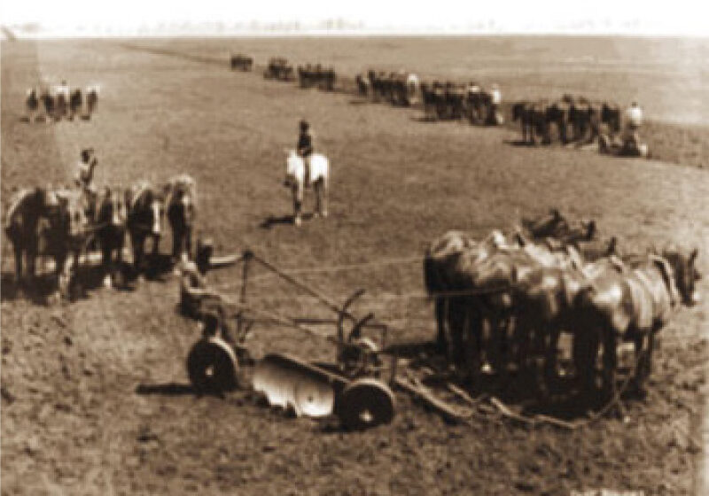 The plough and horses would have been tethered together in a similar fashion to this. Source: Museum of Applied Arts and Sciences